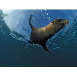  South African Fur Seal Swimming (Arctocephalus Pusillus 