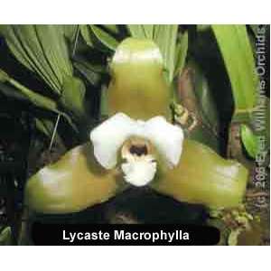 Lycaste macrophylla 1089S Grocery & Gourmet Food