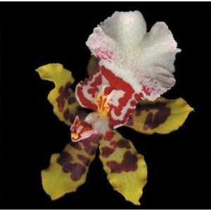  Tiger Orchid   Poster by Rosemarie Stanford (8x8)