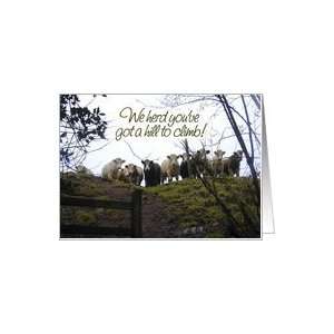  Get well soon. Sick or injured. Cows photograph Card 