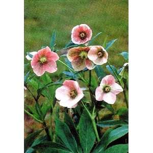  Pink Lady Christmas Rose Patio, Lawn & Garden
