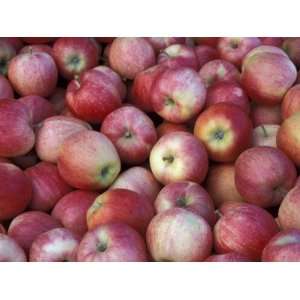 Freshly Picked Gala Apples, Monitor, Washington, USA Photographic 