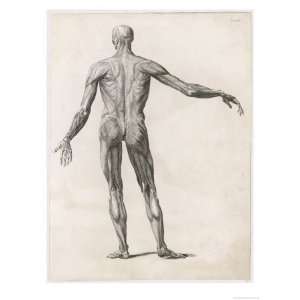  View of the Muscles in the Human Body Giclee Poster Print 