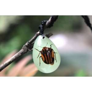Real Amber Insect Necklace Jewelry Red striped Beetle (Glow in the 