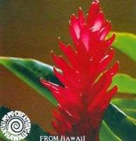 HAWAIIAN AWAPUHI `ULA`ULA RED GINGER PLANT ROOT  
