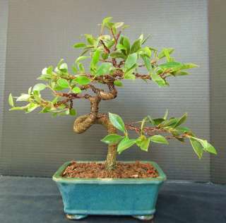   Golden Gate Bonsai in a 8 pot 10 years old   first wiring  