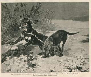 1886 Print Engraving Dogs Dachshund Teckel Artist Biedermann Arendts 