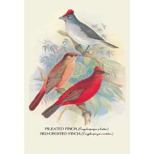  Pileated Finch; Red Crested Finch 24X36 Giclee Paper