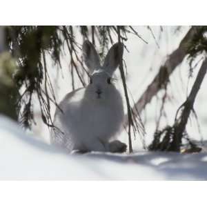 Snowshoe Hare Pauses under a Fur Tree in the Snow, Colorado Premium 