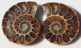 Sliced Polished Ammonite Fossil 112 million years old  