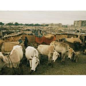  Cattle Share Living Space with People in Dacca 