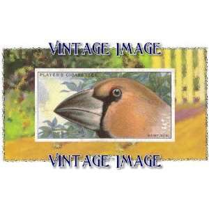Pack of 4, 6 inch x 4 inch (14 x 10 cm) Gloss Stickers Bird Hawfinch 