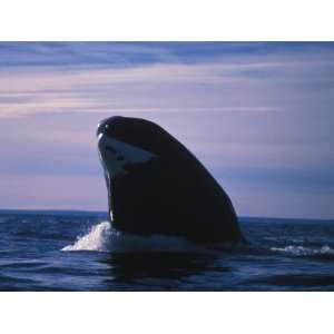 Bowhead Whale, Balaena Mysticetus, Breaching Waters Surface, Baffin 