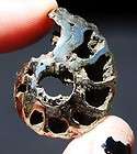 1492 Fossil PYRITE Ammonite w DRUZY Chambers LARGE 1 Russia Kosmoceras 