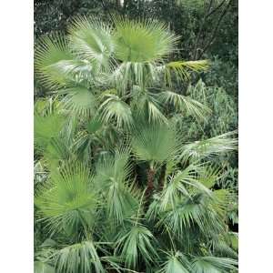  High Angle View of Everglades Palm Trees (Acoelorraphe 
