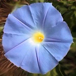 MORNING GLORY HEAVENLY BLUE IPOMOEA TRICOLOR 1lb seeds  