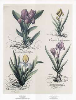 BASILIUS BESLER botanical print DWARF BEARDED IRIS  