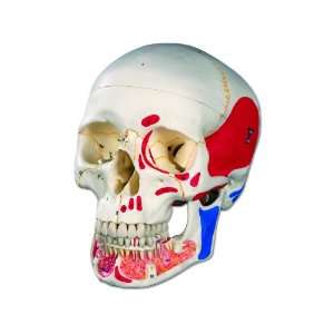 3B Scientific A22/1 Plastic Painted 3 Part Classic Human Skull Model 
