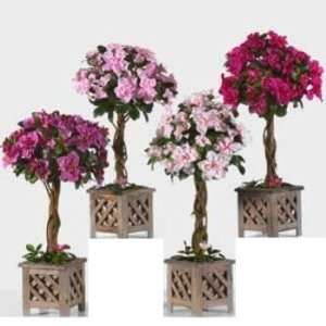 18 Azalea Topiary in 5 Wood Box Case Pack 8 