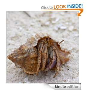 Hermit Crabs Make Fun Pets Ron Mahon  Kindle Store