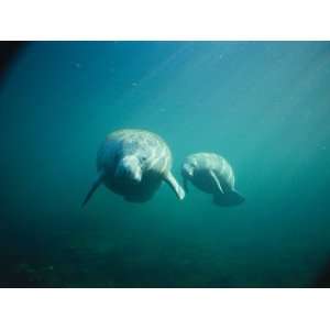  Female Manatee and Calf Swim Underwater Together 