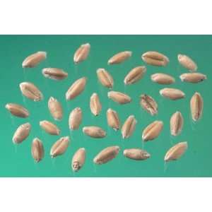 Nasco   Wheat Seeds for Germination  Industrial 