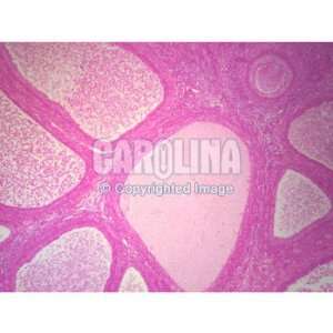 Mammal Ovary Follicles, sec. Microscope Slide, 7 u  