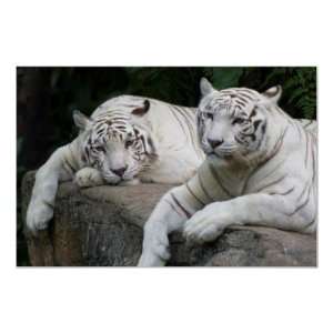  Tiger pair Print