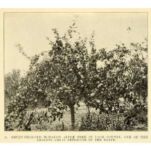  1913 Print Door County Wisconsin McMahon Apple Tree Fruit 