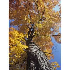 com Sugar Maple in Fall Colors, Acer Saccharum, Eastern North America 