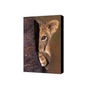  A Lion Cub Plays Hide and Seek wildlife rescue Canvas 