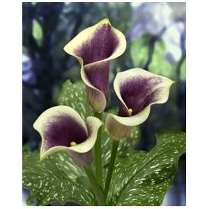  Dutch Calla Picasso 14 16 cm. 5 pack Patio, Lawn & Garden