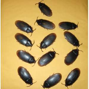  13  Bakers Dozen Fake Roaches Prank Novelty Cockroach Bugs 