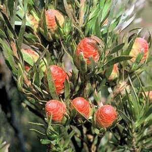  LEUCADENDRON XANTHOCONUS Sickle leaf conebush 5 seeds 