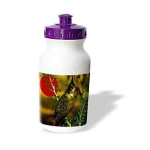   Art Designs   Red Whiskered Bulbul   Water Bottles