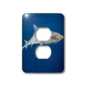  Sharks   Gulf Smoothhound Shark,Mustelus sinusmexicanus, swimming 