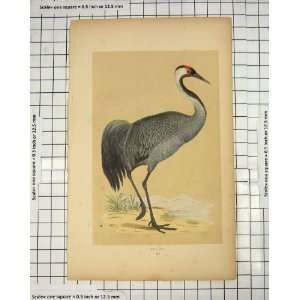  Colour Print Morris 1851 Bird Ornithology Crane