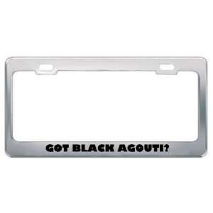 Got Black Agouti? Animals Pets Metal License Plate Frame Holder Border 