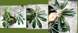 Philodendron Goeldii Rare Aroid 1 Plant  
