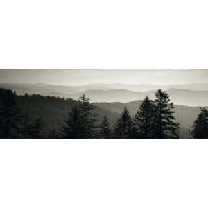 Panoramic View of Trees, Great Smoky Mountains National Park, North 