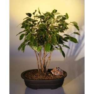 Ficus Bonsai Tree   Variegated Forest Group (ficus benjamina 