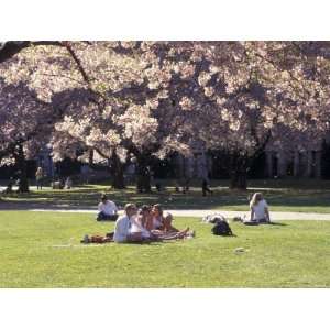  and Trees in the Quad, University of Washington, Seattle, Washington 