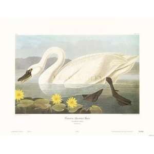  Common American Swan (Canv)    Print