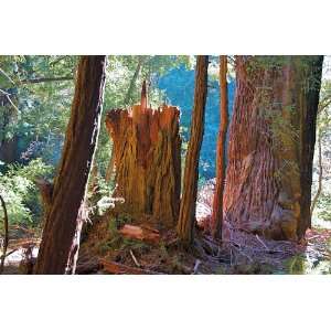  Fallen California Redwood 