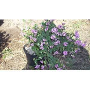  Purple Lavender Lantana 1 Gallon 1 Foot Tall & Wide Live Plant 