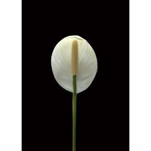Peace Lily 3 Greeting Cards (5 card set)