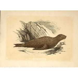  The Sea Bear 1860 Coloured Engraving Sepia Style