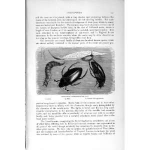   NATURAL HISTORY 1896 BLACK WATER BEETLE INSECTS LARVA