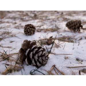 Pine Cones Lay on the Snowy Ground at Historical Stevens Creek Farm 