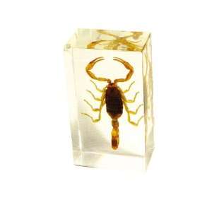 Real Insect Paperweight Golden Scorpion (Medium)